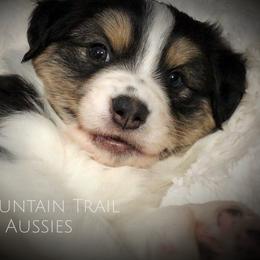Australian Shepherd Puppies from Mountain Trail Aussies