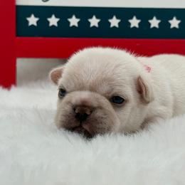 Colette - Cream female French Bulldog puppy in Largo, Florida from Big Daddy Frenchies