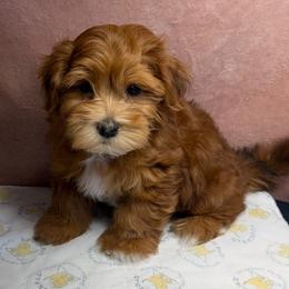 Rocco - Red male Havanese puppy in Maryville, Missouri from Dreamworks Havanese