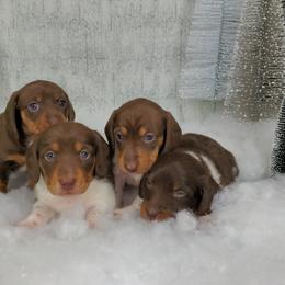 Dachshund Puppies from Newbern's Nuggets