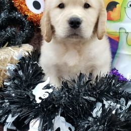Golden Retriever Puppies from SUN-GOLDEN KENNELS