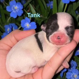 Tank - Sable spotted white male Chihuahua puppy in New Castle, Delaware from Sasha’s Elite Kennel LLC
