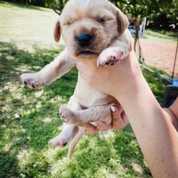 Goldendoodle Puppies from Peachy Doodles
