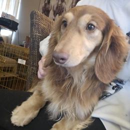 Brynn - Dachshund