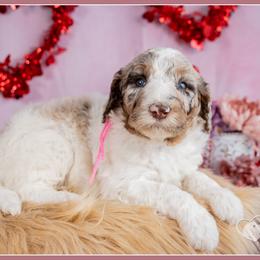 Lovey - Merle female Bernedoodle puppy in Connersville, Indiana from Deaz Doodle Ranch