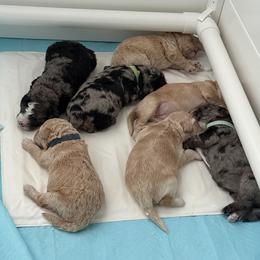 Bernedoodle, Bernese Mountain Dog, Cavalier King Charles Spaniel, Cavapoo, and Poodle Puppies from Ellas.Pups (Bernedoodles & Cavapoos)