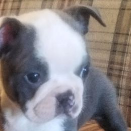 Boston Terrier and French Bulldog Puppies from Willis Family Bostons