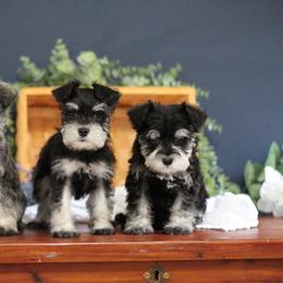 Miniature Schnauzer Puppies from Clay Hill Kennels