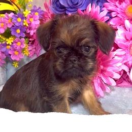 Stella TINY Red Rough - Red female Brussels Griffon puppy in Litchfield Park, Arizona from Melody Lane Brussels Griffons