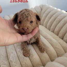 Isabella - Red  female Poodle puppy in Montrose, Pennsylvania from Tales Of Joy