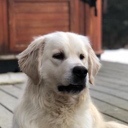Skye - Golden Retriever