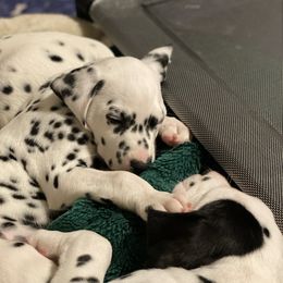 Dalmatian Puppies from Alofa Dalmatians