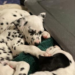 Dalmatian Puppies from Alofa Dalmatians