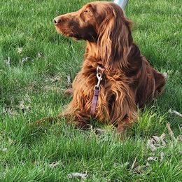Bailey - Irish Setter