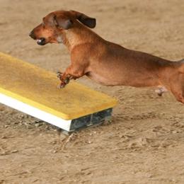 Dachshunds from Von Raab Dachshunds