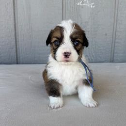 Boy 4 - White and red male Pembroke Welsh Corgi puppy in Mc Cammon, Idaho from Sunny J Corgis and Mini Americans