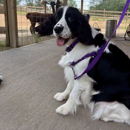 English Springer Spaniel All Grown Up from Solaire Springers