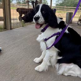 English Springer Spaniel All Grown Up from Solaire Springers