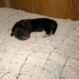 Obsidian - Black and tan female Pembroke Welsh Corgi puppy in Washington from Castle View Royal Rumps