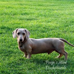 Duke - Dachshund