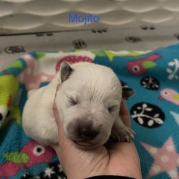 Australian Cattle Dog Puppies from Sage Creek Australian Cattle Dogs