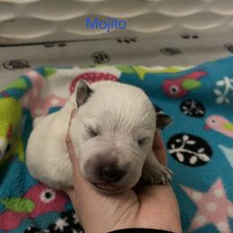 Australian Cattle Dog Puppies from Sage Creek Australian Cattle Dogs