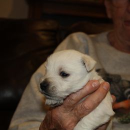 West Highland White Terrier Puppies from C&C Westies