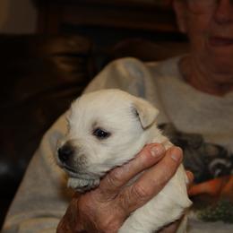 West Highland White Terrier Puppies from C&C Westies