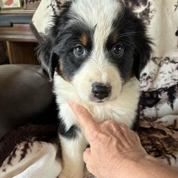 SAGE - Black tri-color female Australian Shepherd puppy in Drumore, Pennsylvania from Susquehannock Aussies