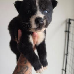 Boy 2 - Black and white male Siberian Husky puppy in Buckeye, Arizona from Anime Huskies