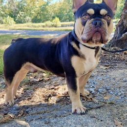 Cash - Tricolors male French Bulldog puppy in Okmulgee, Oklahoma from Diamond Dreams French Bulldogs