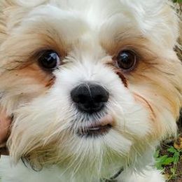 Shih Tzus from Lora Hines's Shih Tzu