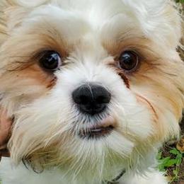 Shih Tzus from Lora Hines's Shih Tzu
