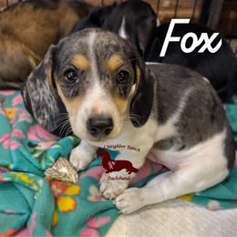 Fox - Piebald male Dachshund puppy in Seguin, Texas from Good Neighbor Ranch Dachshunds