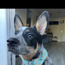 Australian Cattle Dog Puppies from Institute Australian Cattle Dogs