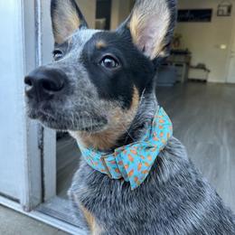 Australian Cattle Dog Puppies from Institute Australian Cattle Dogs