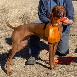 Vizslas from Bravo! Vizslas
