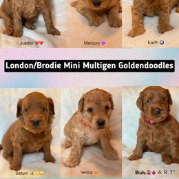 Goldendoodle Puppies from Zink Doodles