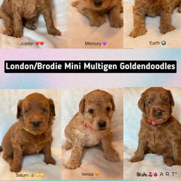 Goldendoodle Puppies from Zink Doodles