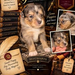 Gilderoy - Blue merle male Australian Shepherd puppy in Evart, Michigan from Torry's Full Draw Aussie’s