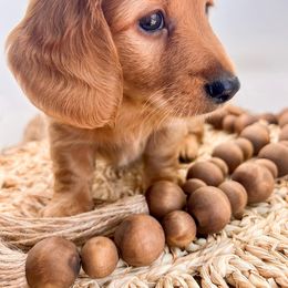Dachshund Puppies from DachiesDash