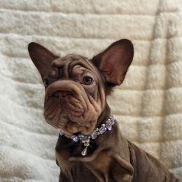 Lyanna - Liver female French Bulldog puppy in Plano, Illinois from Velvet Fluffy Pups