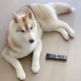 Sansa - Siberian Husky