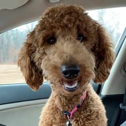 Millie - Poodle