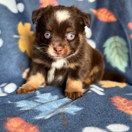 Woody - Red tri male Miniature Australian Shepherd puppy in Buchanan, Georgia from Stanleyville Farm Mini Aussies