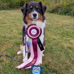 Dublin - Australian Shepherd