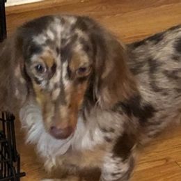 Dachshunds from His and Hers Dachshunds