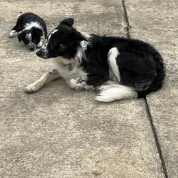 Border Collie Puppies from Roaring River Border Collies