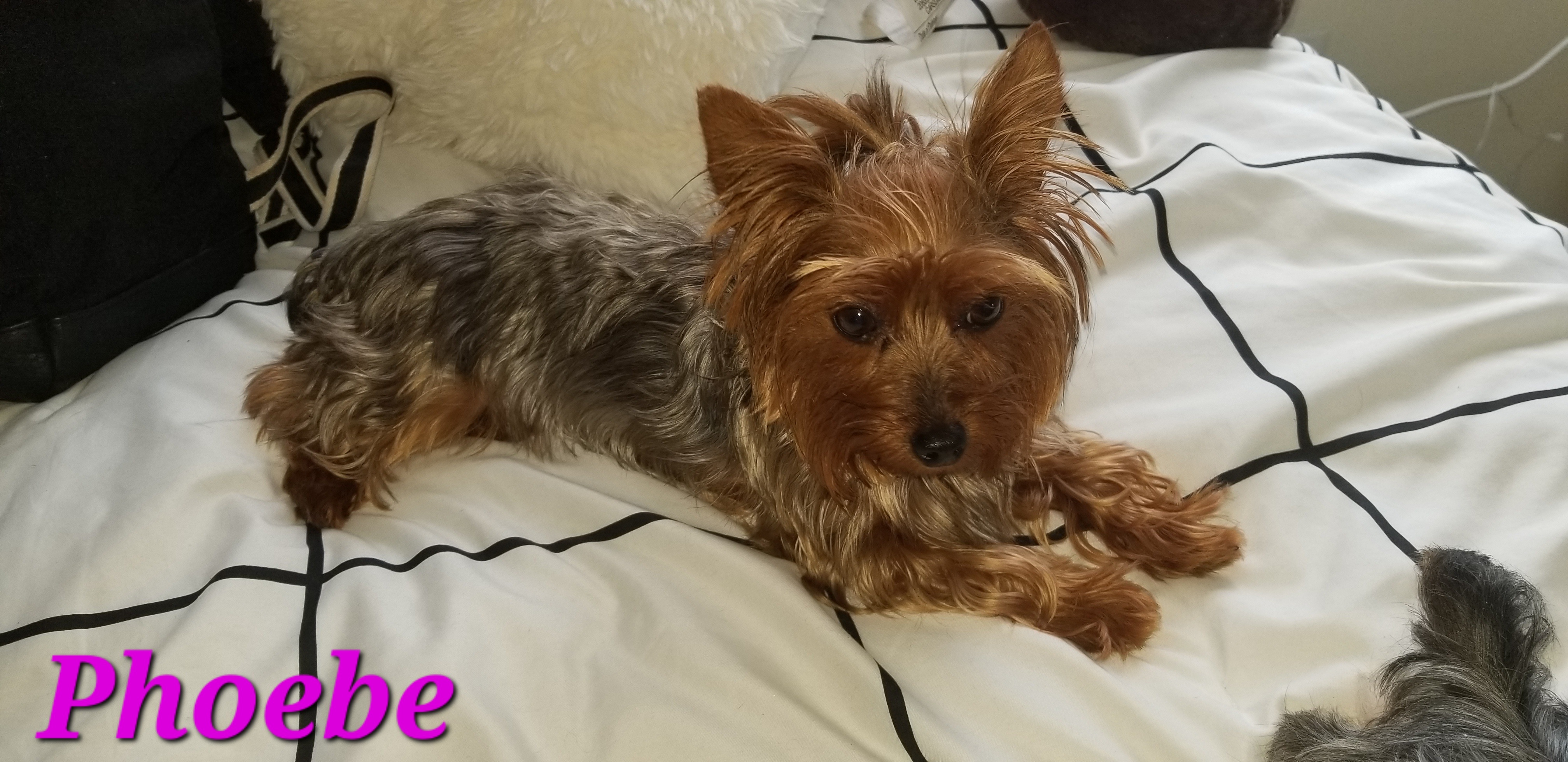 Phoebe - Yorkshire Terrier