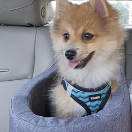 Pomeranian Puppies from Roxy's Pomeranian Puppies